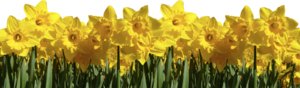 daffodils_2020.png